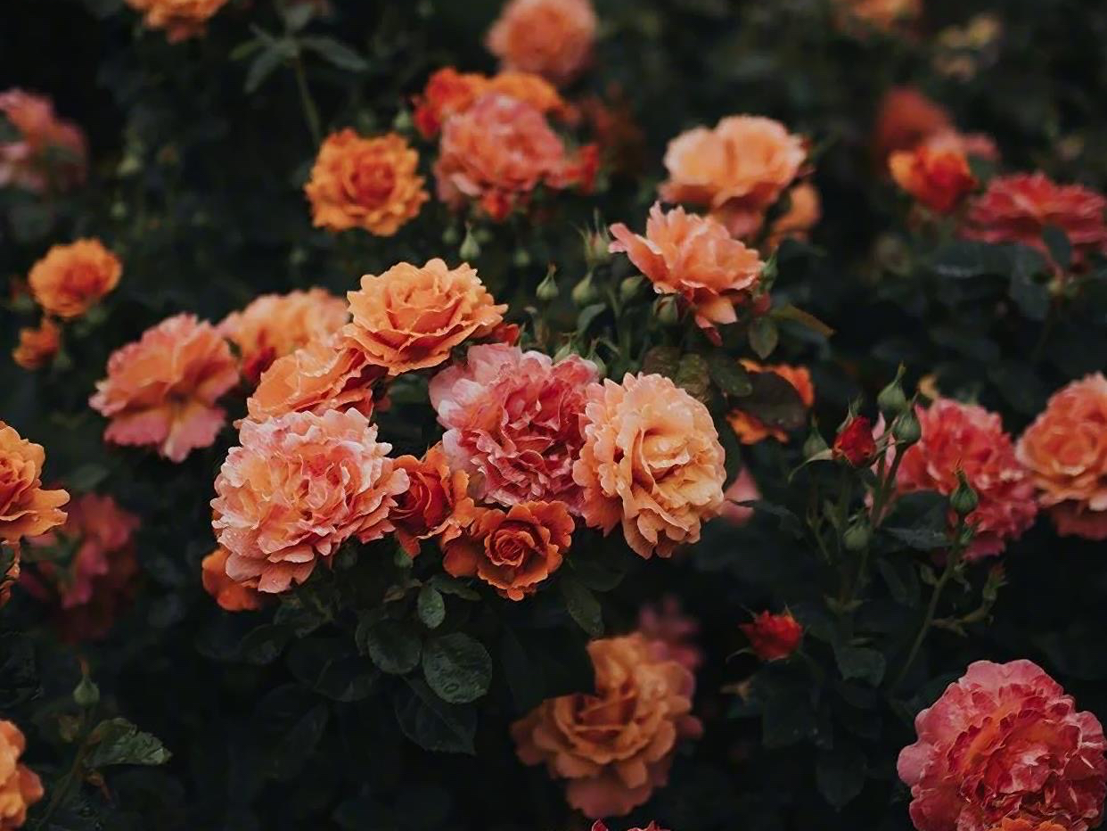 真正完美的爱情是怎样的,真正好的情人关系是怎么样相处