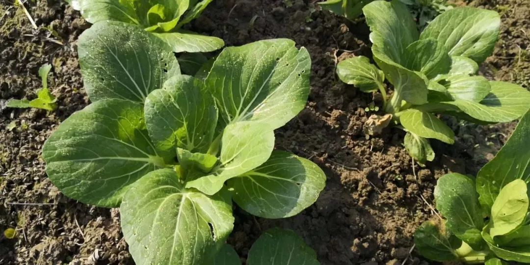 素食餐厅尴尬,素食餐厅为什么总是开不下去