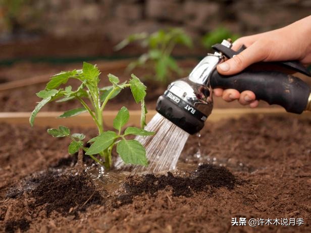 为什么月季一浇水全漏下去了,月季死一半继续养