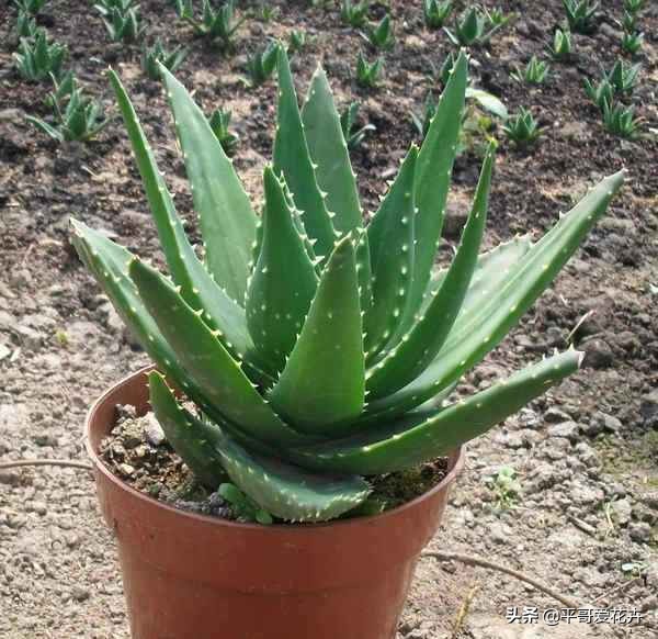 芦荟叶片干瘪？都是这“6个方面”造成的，教你快速让叶片变水嫩