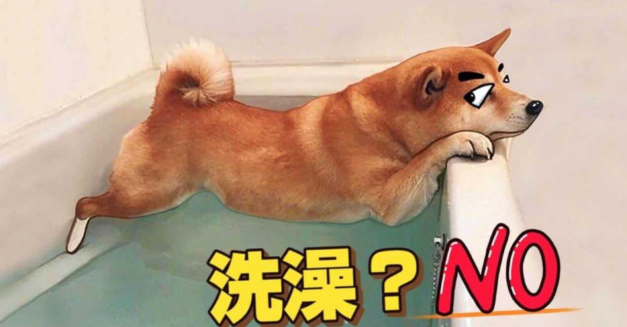 宠物狗专用沐浴露哪个牌子好,狗的沐浴露和人的沐浴露区别