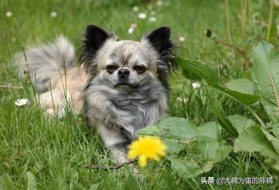 你想养狗吗教你8个养狗的理由,如果你想养宠物猫怎么办