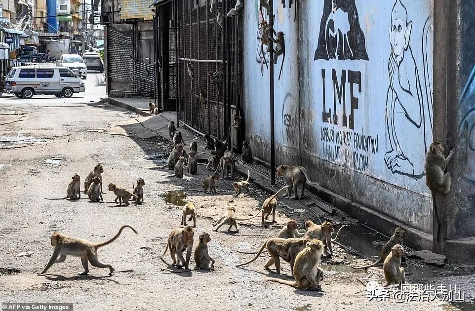 泰国疫情猴子,泰国猴子抗击疫情视频