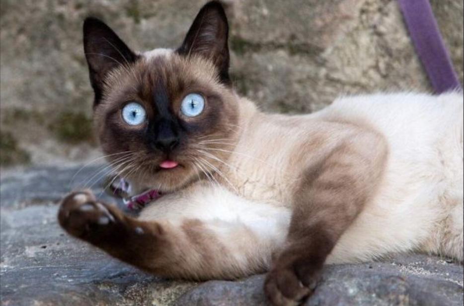 这几类猫会带来好运,对主人忠诚的五种猫