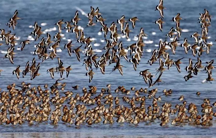 秦皇岛候鸟观赏地,秦皇岛初冬鸟类