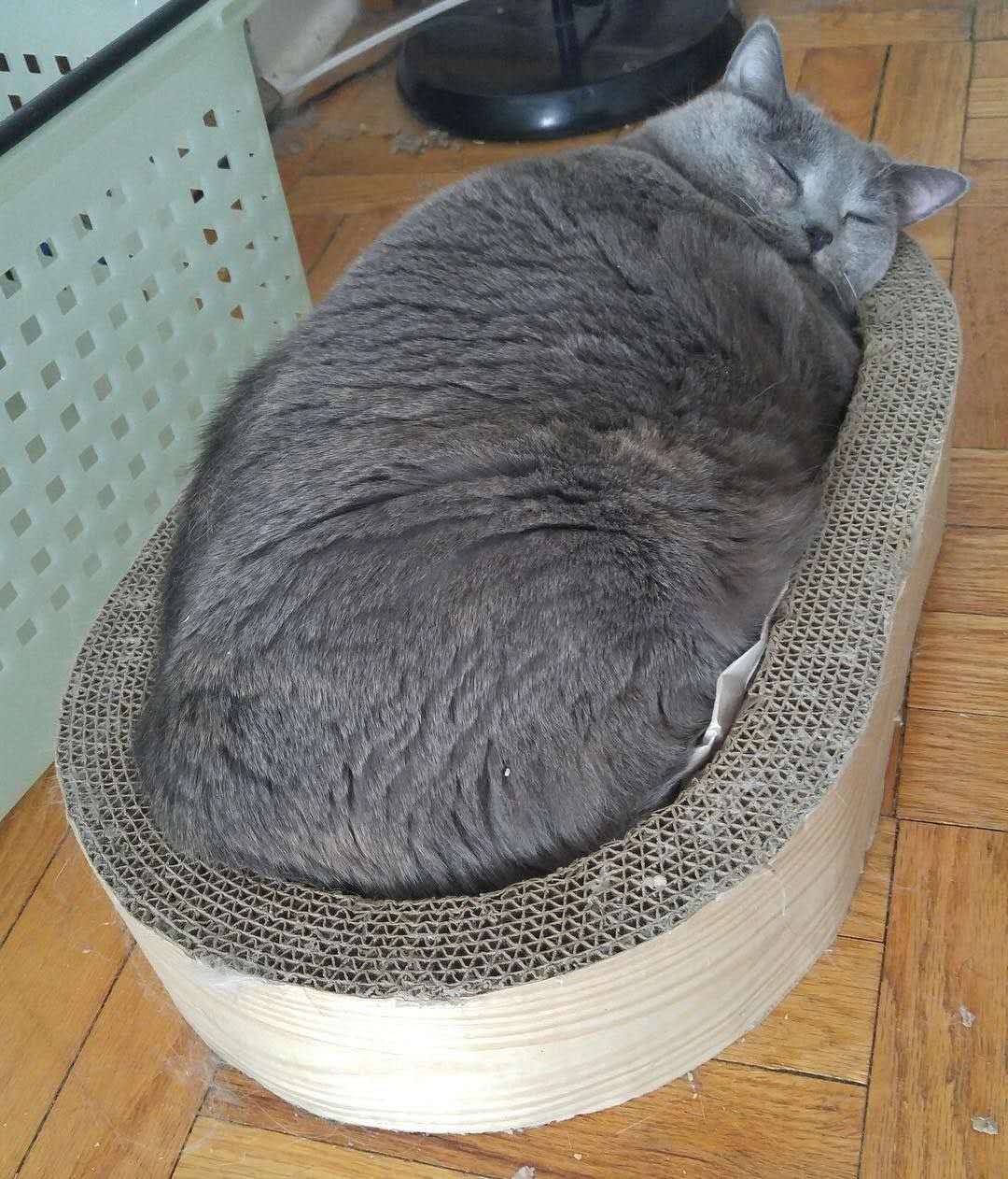 让猫变瘦的6种方法，猫靠节食不一定能瘦，超重15%才算肥胖猫