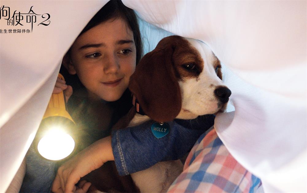 一条狗的使命2贝利最后去哪,一条狗的使命2伊森再次认出贝利