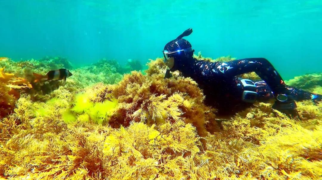 自由潜水水底的美,自由潜水和水肺哪个学的快