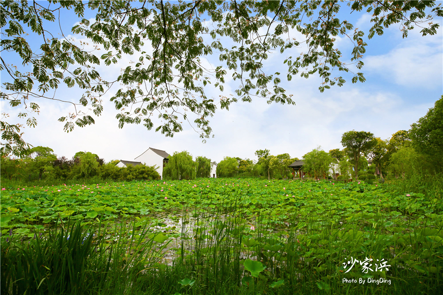 常熟哪里有荷花,江苏常熟荷花景区