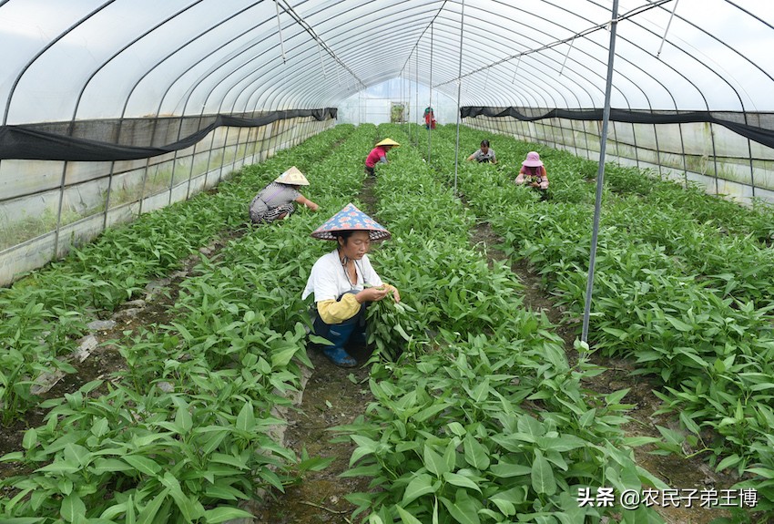 空心菜灰霉病如何防治,蔬菜灰霉病防治