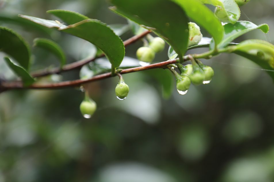 真正的台湾茶,最火的台湾茶