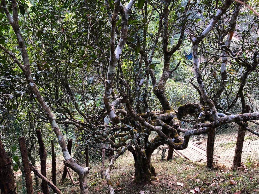 大V吴晓波被禁言,吴晓波讲茶叶