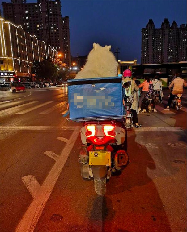 外卖小哥萨摩视频,外卖小哥和萨摩