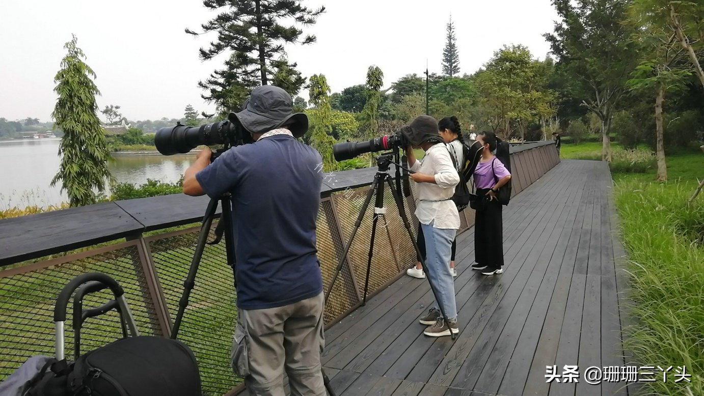 广州湿地公园推荐,广州龙潭河湿地公园
