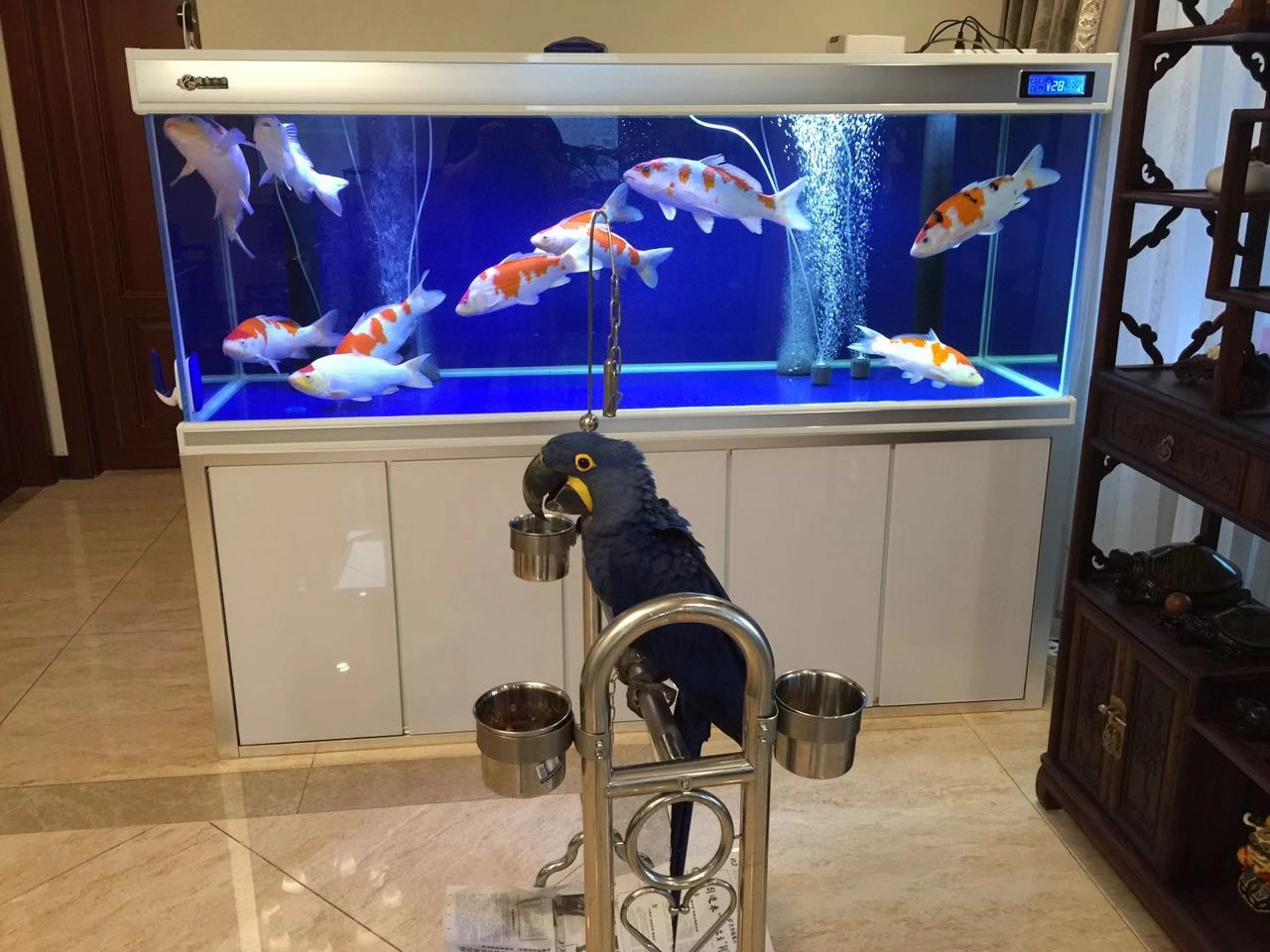 鱼缸养锦鲤鱼的方法和技巧,鱼缸新手养锦鲤鱼的正确方法