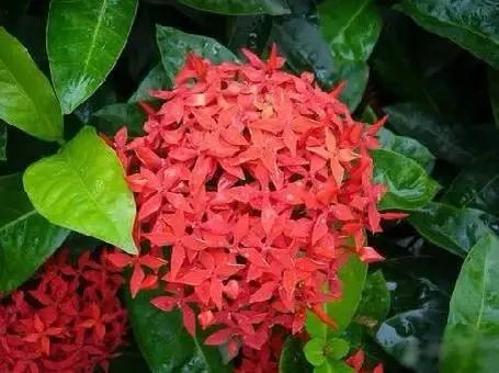 各国国花展示视频,各国国旗国徽国花