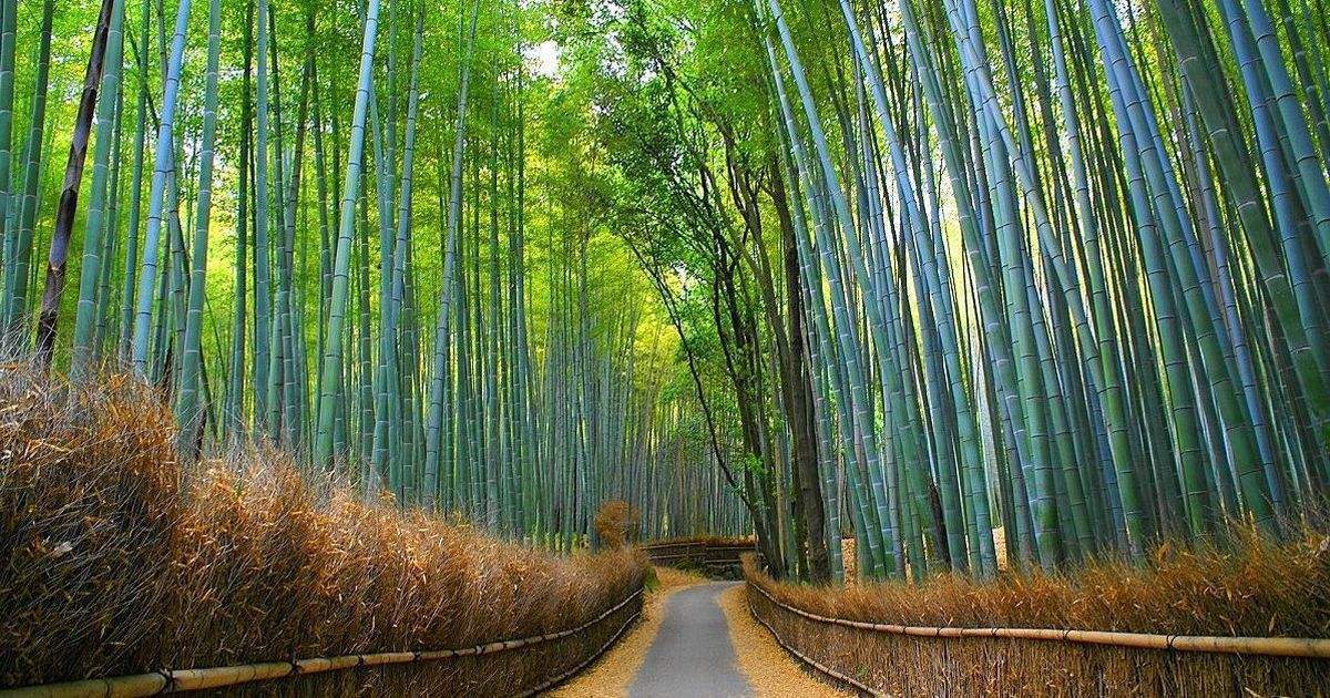 日本伞的文化特点,日本的伞和中国的伞