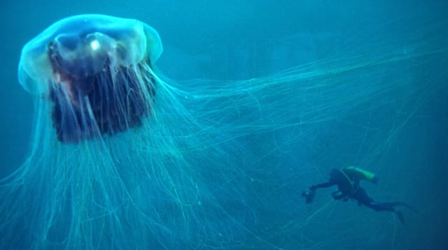 什么水母可以吃掉蓝鲸,巨型水母像鲨鱼一样