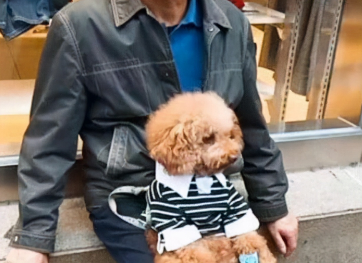 泰迪犬有什么优点与缺点呢,泰迪犬的优点及缺点详细介绍