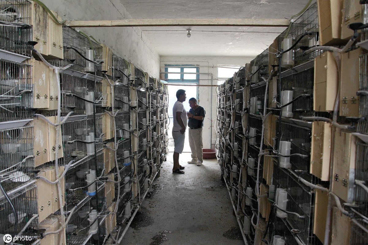 鹦鹉夏天驱虫的最好方法,玄凤鹦鹉除了驱虫还要注意哪些