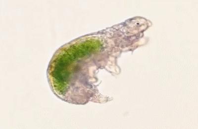 被遗忘在实验室的冰箱里30年之后，它竟然又活了