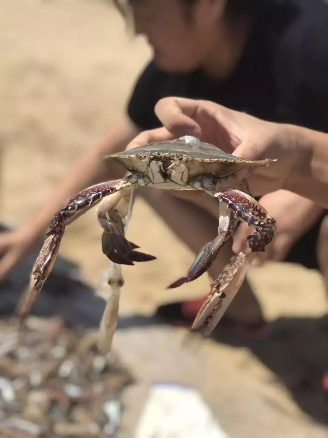 「游记」拒绝下海煮饺子,个人承包个海岸线,简直不要太爽