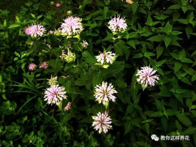 薄荷能开花的花种,什么薄荷开花最好