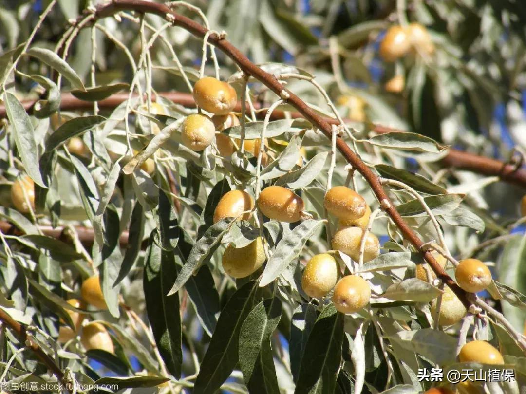 戈壁当中最常见的植物,在野外都能捡到的稀有植物