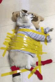 爆笑gif动图,看一遍笑哈哈的gif搞笑动图