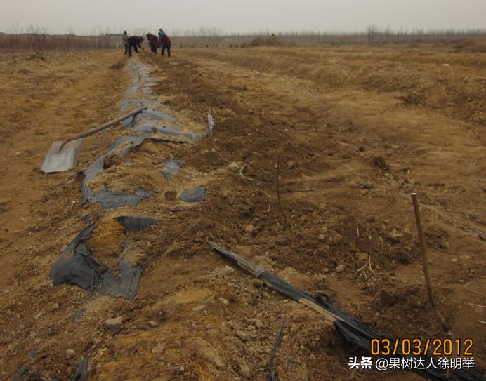 桃树种植技术有哪些,y字形桃树怎样建园