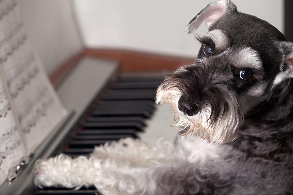 雪纳瑞和柯基哪个值得养,雪纳瑞犬为什么不建议养