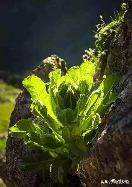 山上的雪莲花,山上雪莲的照片