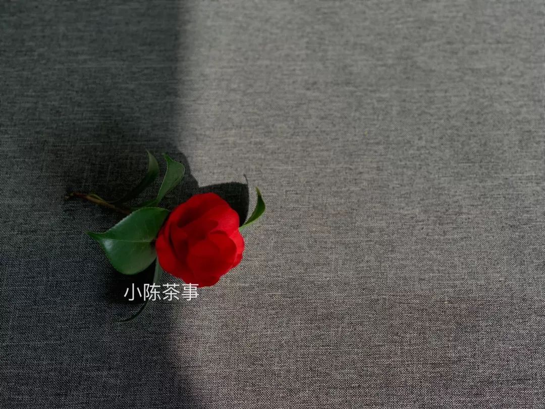 白茶的100个常识和技巧,白茶品鉴及冲泡技术