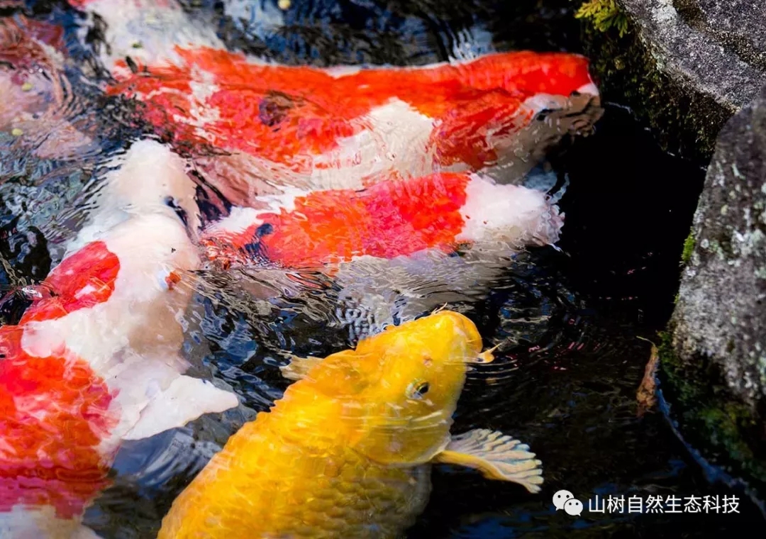 怎么训锦鲤最有效,锦鲤新手必备技巧