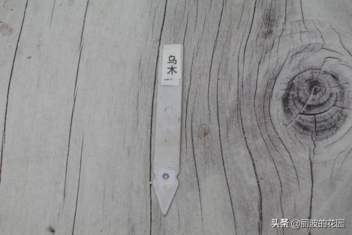 普通多肉怎么选花盆种植,初学者种植多肉技巧