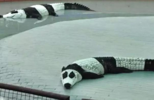 外国到底有多喜欢大熊猫,外国人是有多喜欢大熊猫