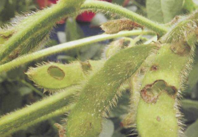 大豆如何种植更高产?从种到收需要哪些管理?农户们该怎么做?