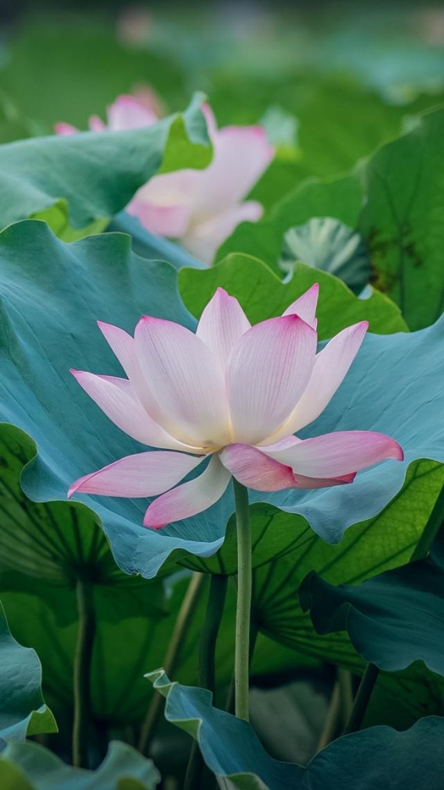 手机相册里的照片怎么制成视频,手机相册里的照片会不会泄露