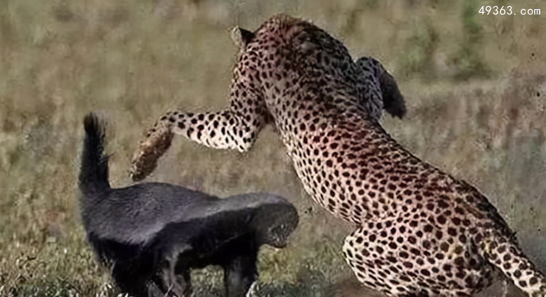 平头哥蜜獾哪个国家让养,为什么蜜獾被称为平头哥