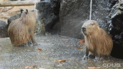 脸油，湿疹，白带异常，胃口差，湿气重怎么办？一个秘方搞定