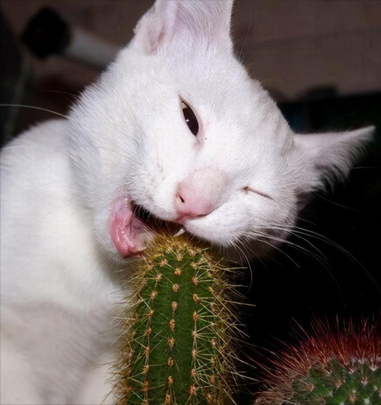 猫咪呕吐突然不亲近人,突然猫咪浑身发抖呕吐粉色物