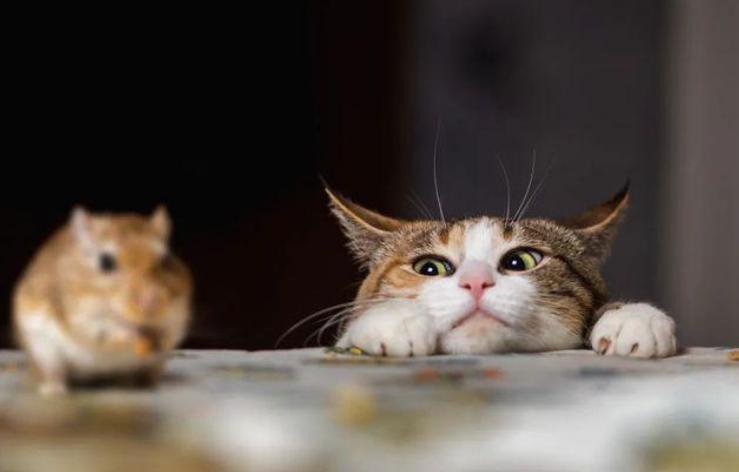黄鼠狼与猫的战斗,黄鼠狼和猫谁抓老鼠厉害