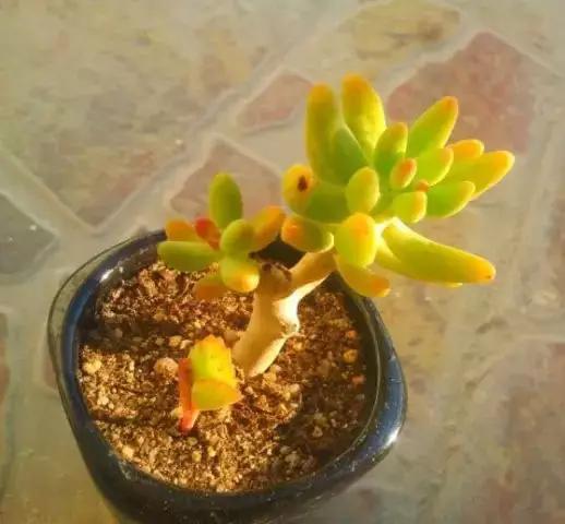 推荐轻松玩转100种常见多肉植物,700种多肉植物图鉴pdf百度云