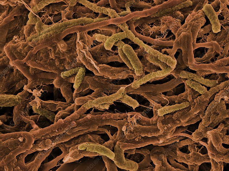 海底400度火山口的虾上岸,海底450度的虾怎么煮熟