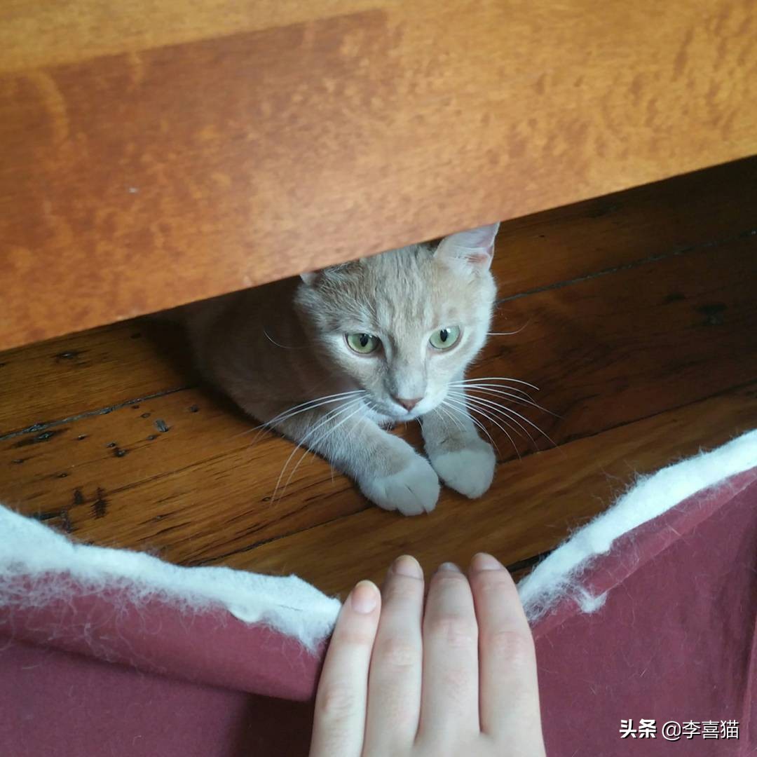 猫咪犯错是怎么打才能让猫意识到,猫咪不听话打它哪里比较合适