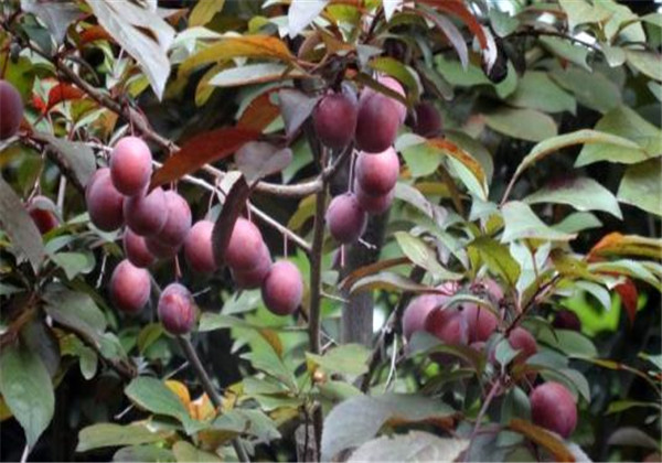 红叶李光雾扦插多长时间浇一次水,红叶李扦插繁殖技术图解大全