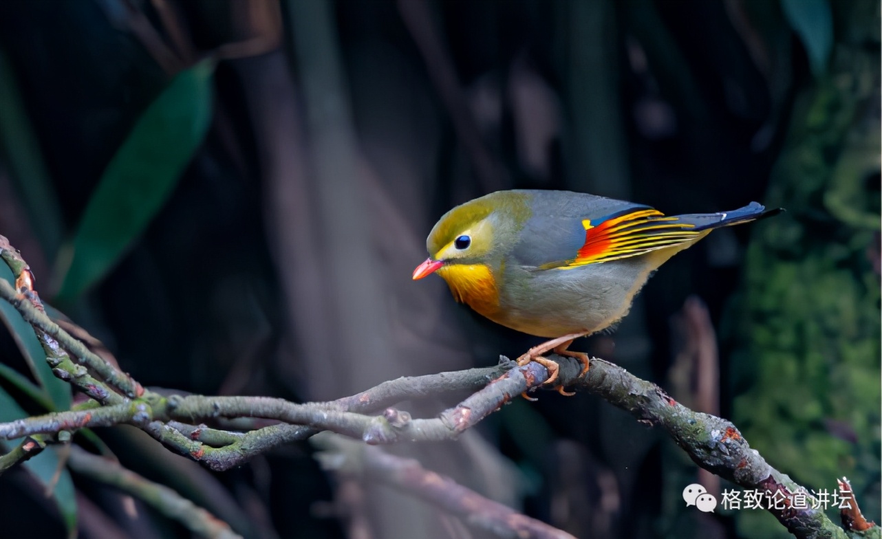 捡到只受伤的鸟怎么办,野外捡到受伤的小鸟