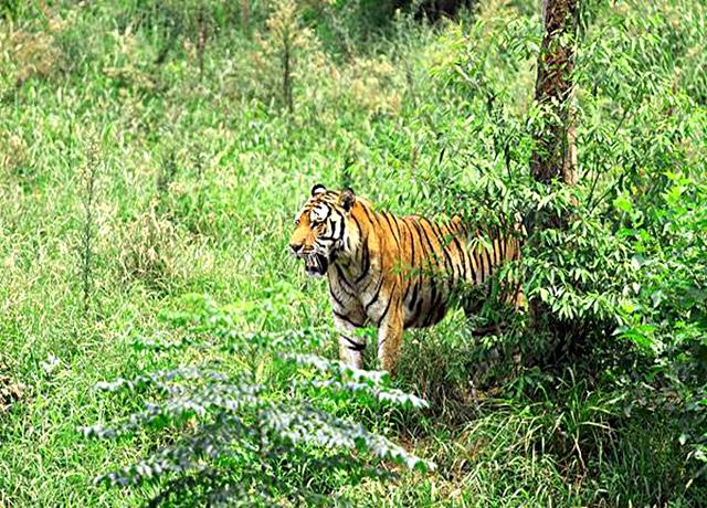 圈虎行全文,圈虎行诗句