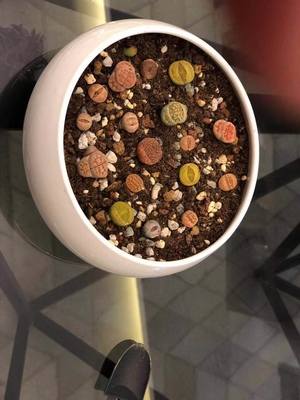 多肉生石花的种植及养护技术,多肉生石花多久浇一次水合适