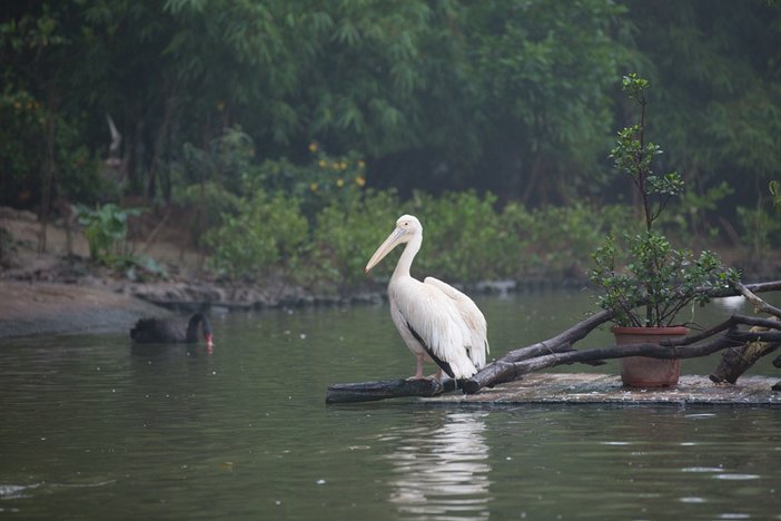 长隆飞鸟乐园湿地精灵,长隆飞鸟公园一日游攻略